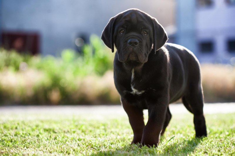 Cane Corso собака