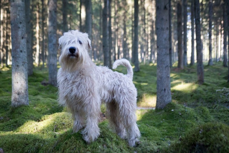 Irish Soft Coated Wheaten Terrier
