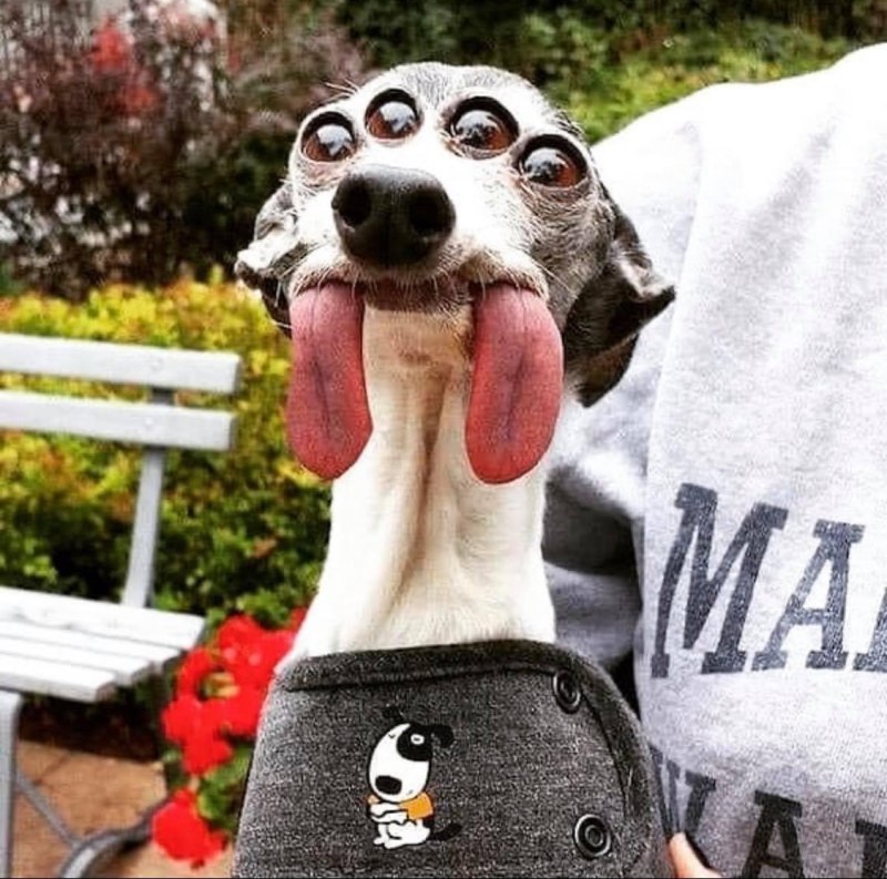 Смешные собаки