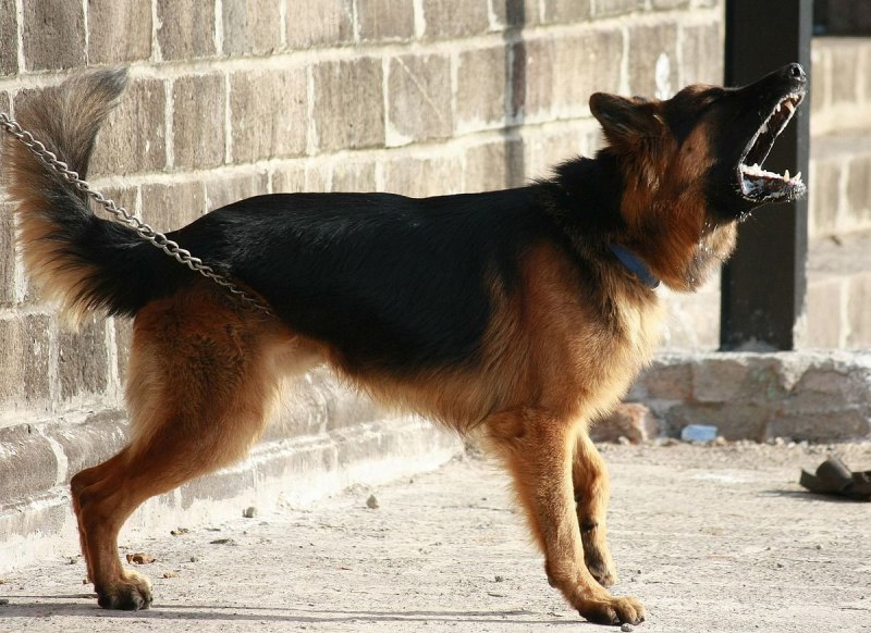 Лай немецкой овчарки