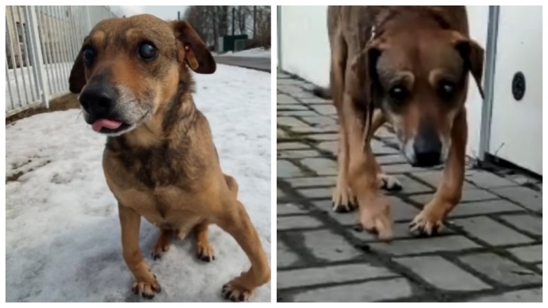 Щеночка без лапок черного