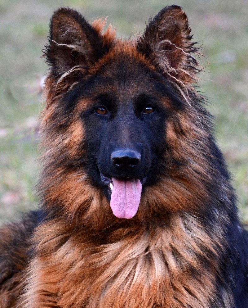 Баварская овчарка Shepherd