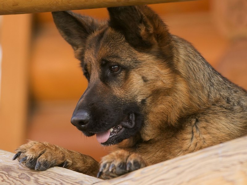 German Shepherd немецкая овчарка
