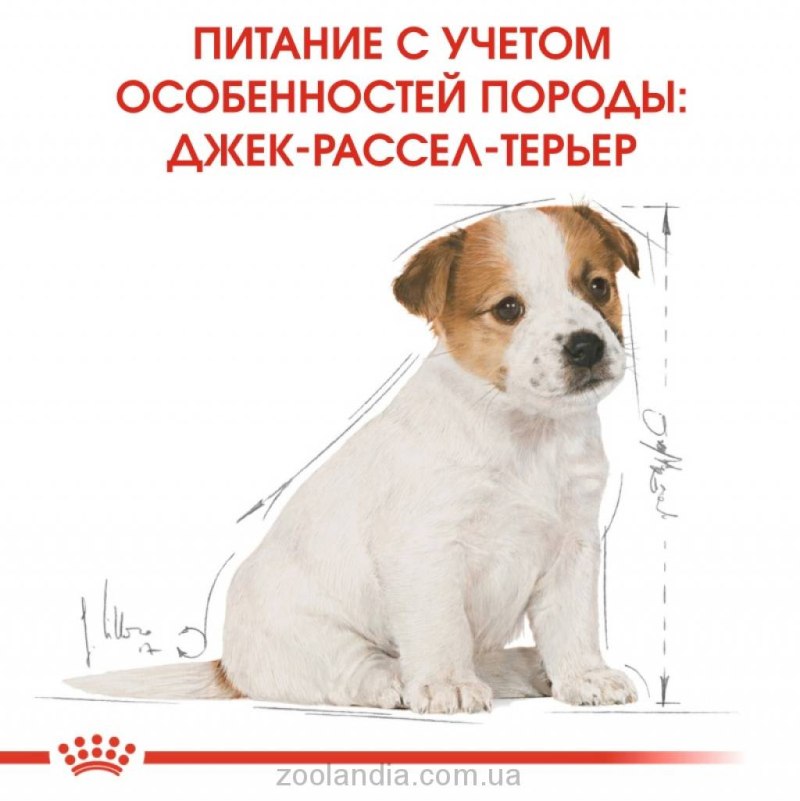 Норма кормления Джек Рассела