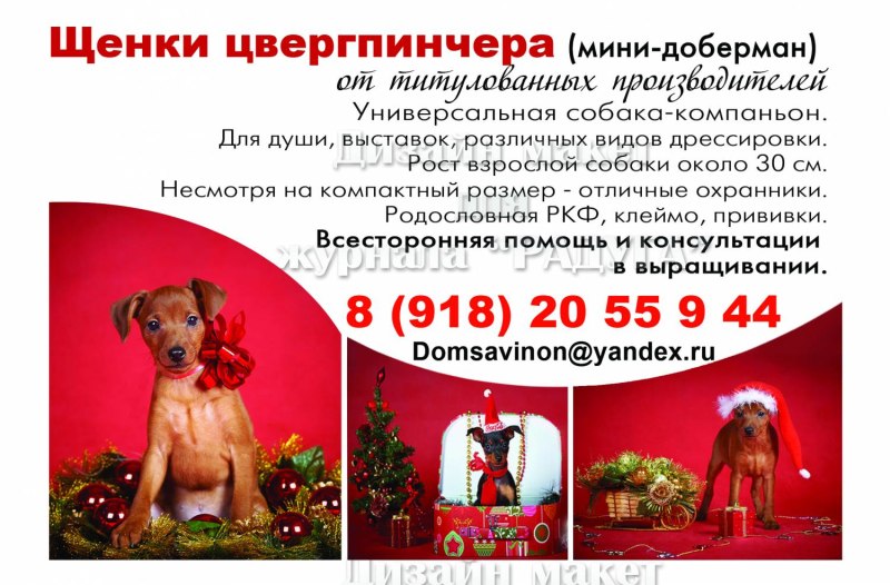 Доберман черного цвета
