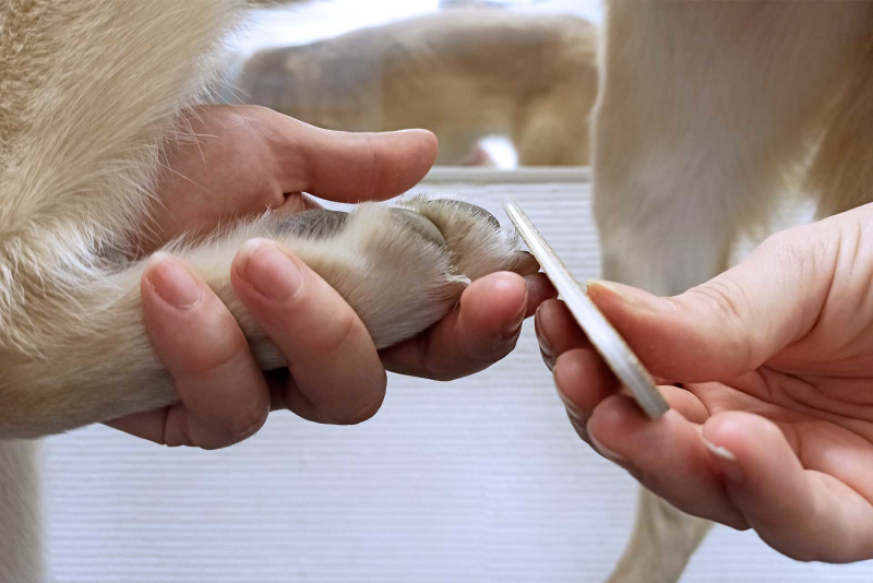 Триммер для когтей / Dog Nail Clipper