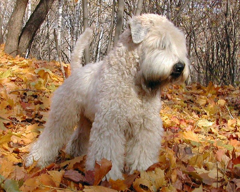 Soft Coated Wheaten Terrier