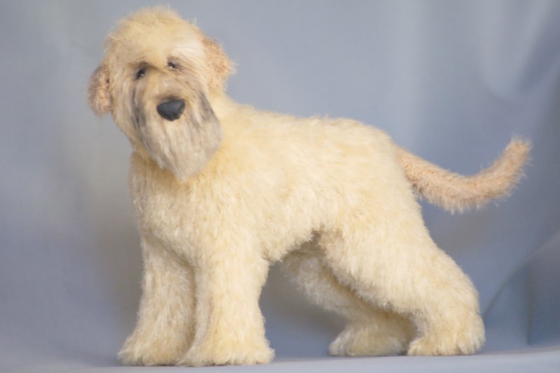 Soft Coated Wheaten Terrier