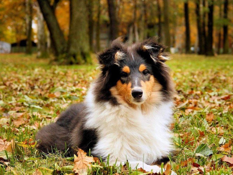 Шотландская колли