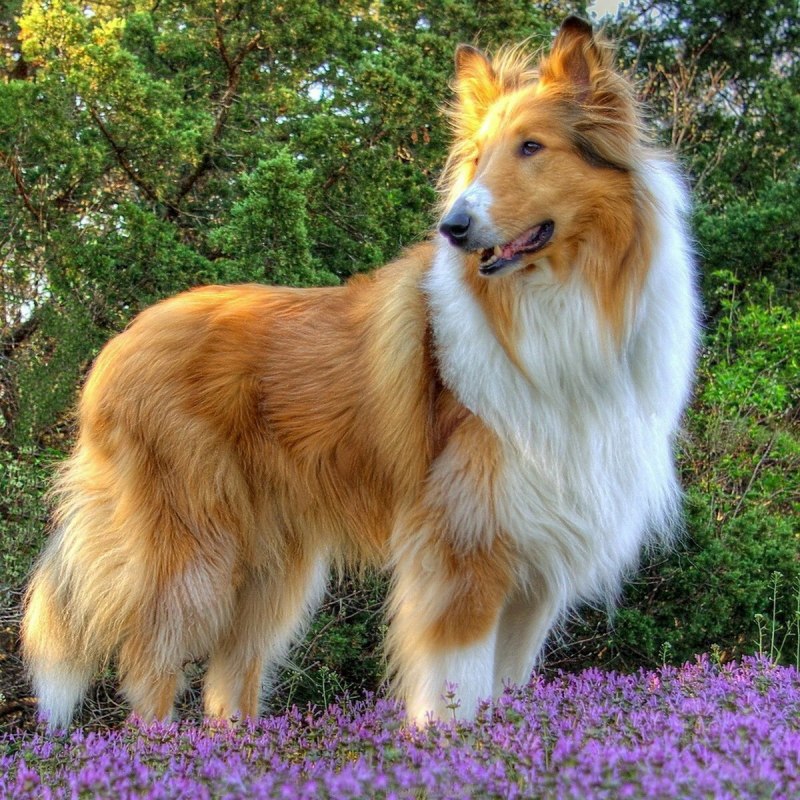 Королевский колли