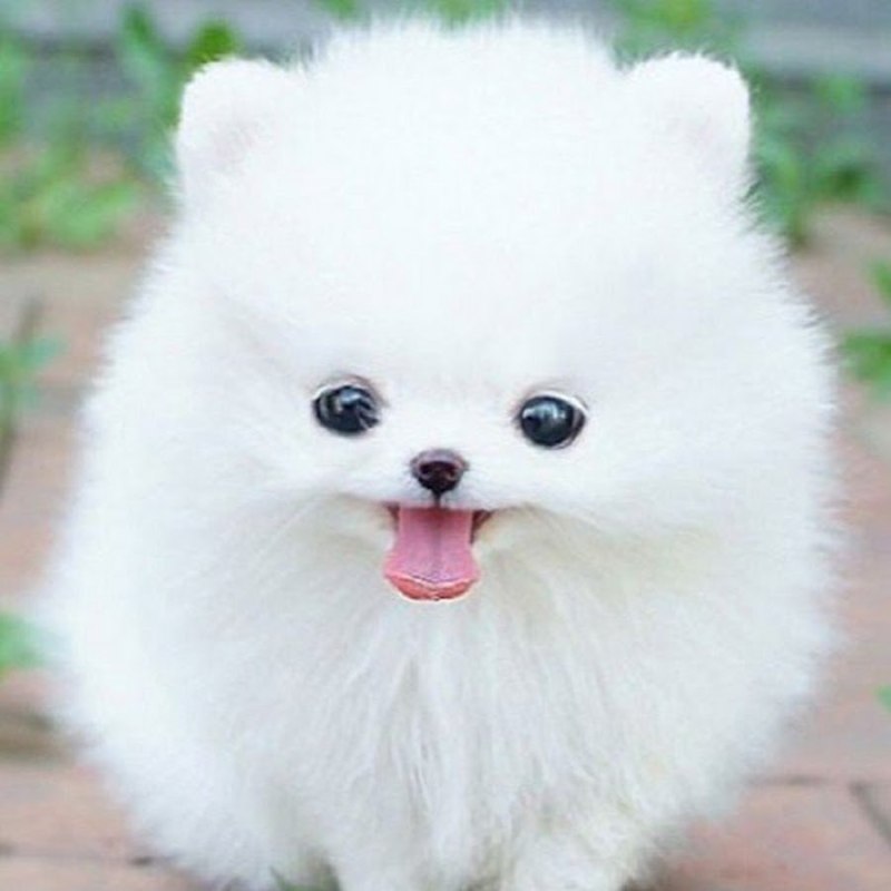 Померанский шпиц Teacup Dog