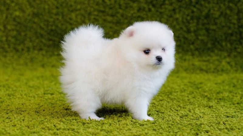 Померанский шпиц Teacup Dog