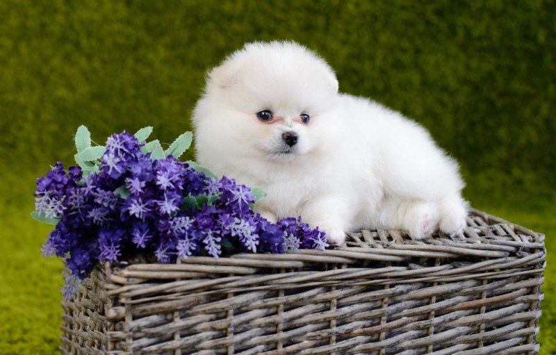White Pomeranian Puppy