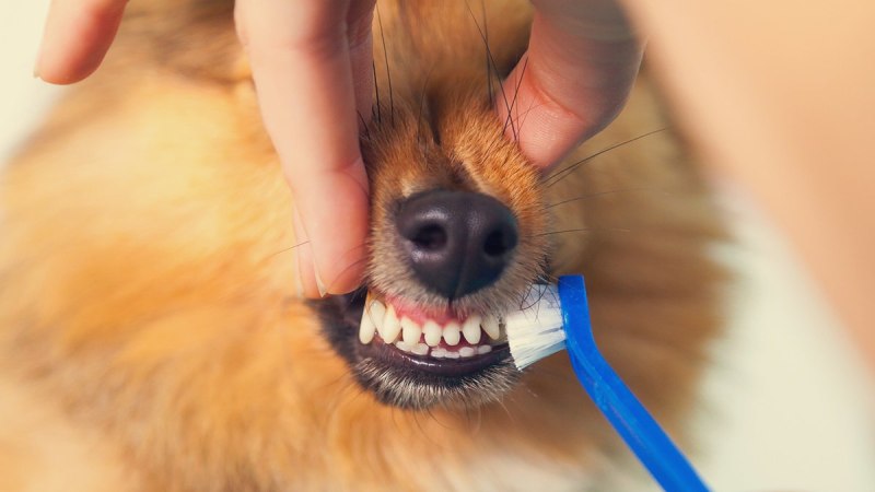 Pet Care уход за питомцами Галактика