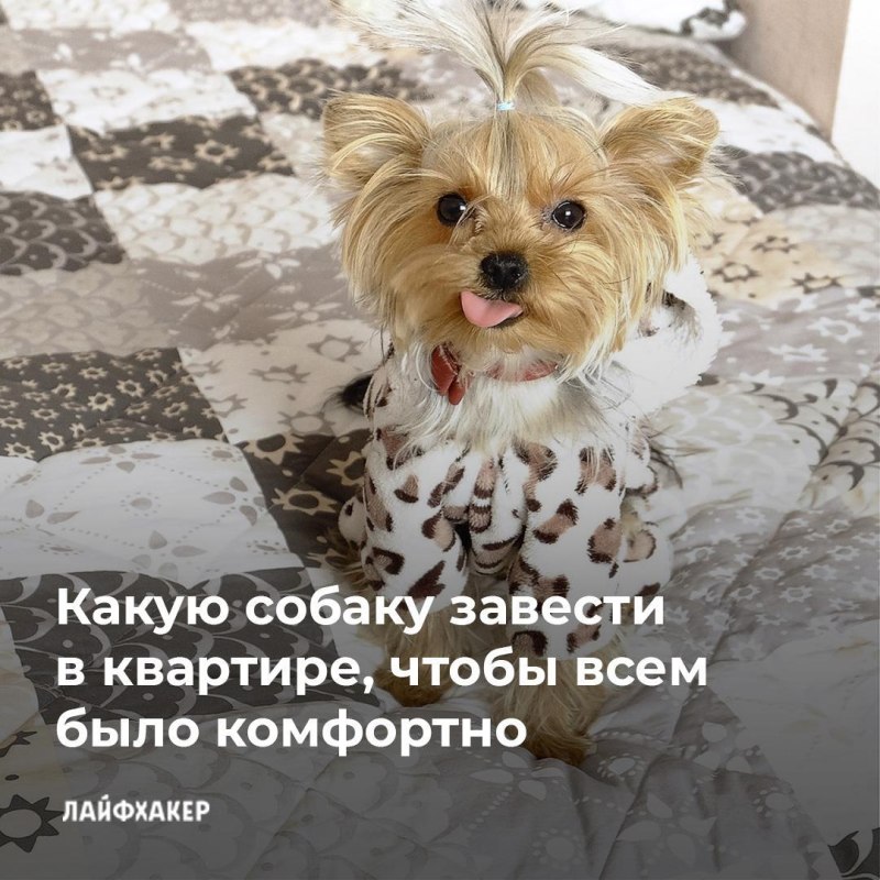 Сиба ину в квартире