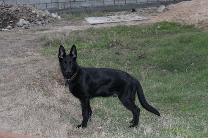 Malinois Shepherd male Dog