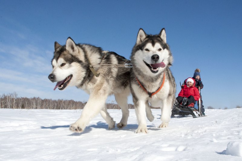 Alaskan Malamute щенки