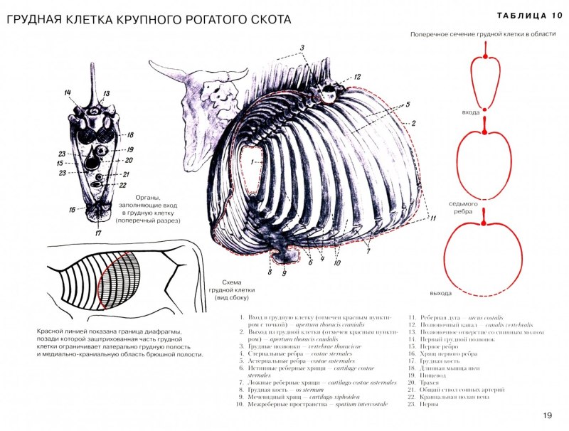 Строение грудной клетки КРС