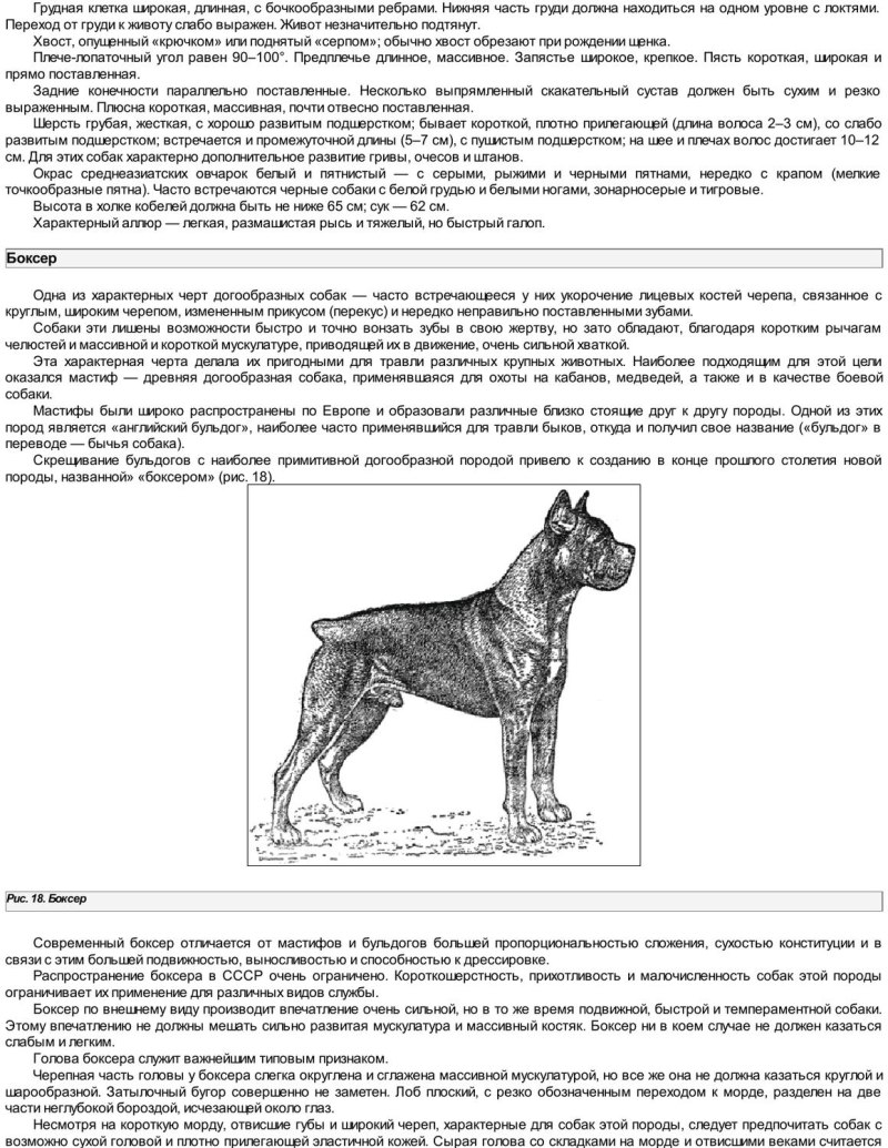 Боксер рост в холке