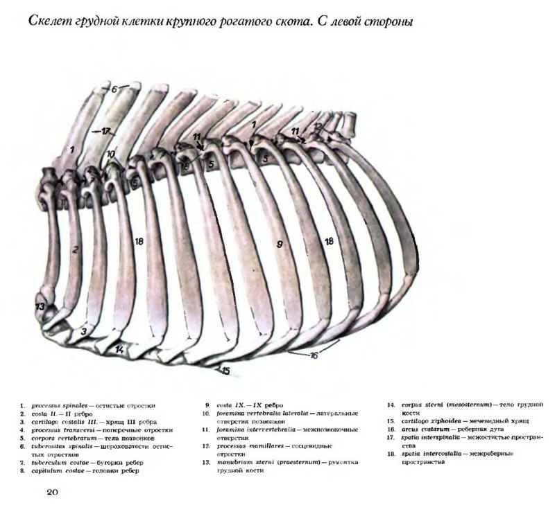 Грудина коровы строение