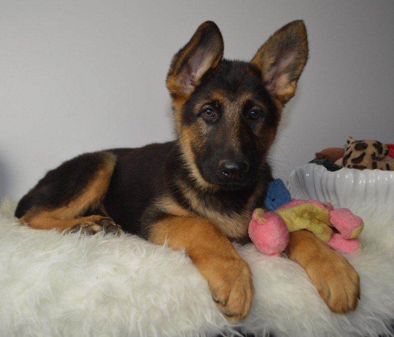 German Shepherd щенок