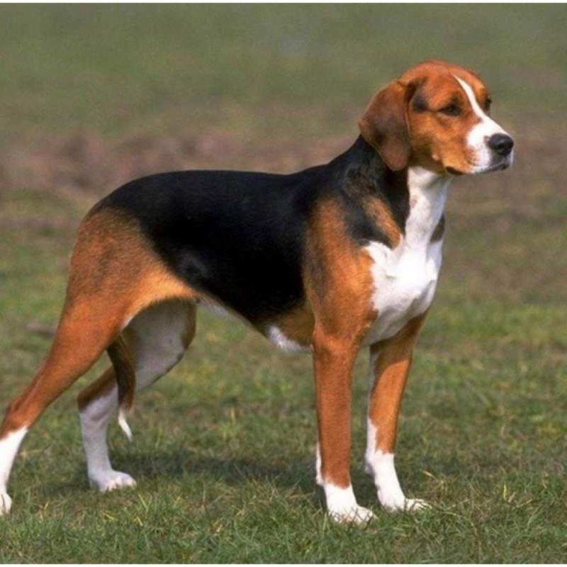 Serbian Hound