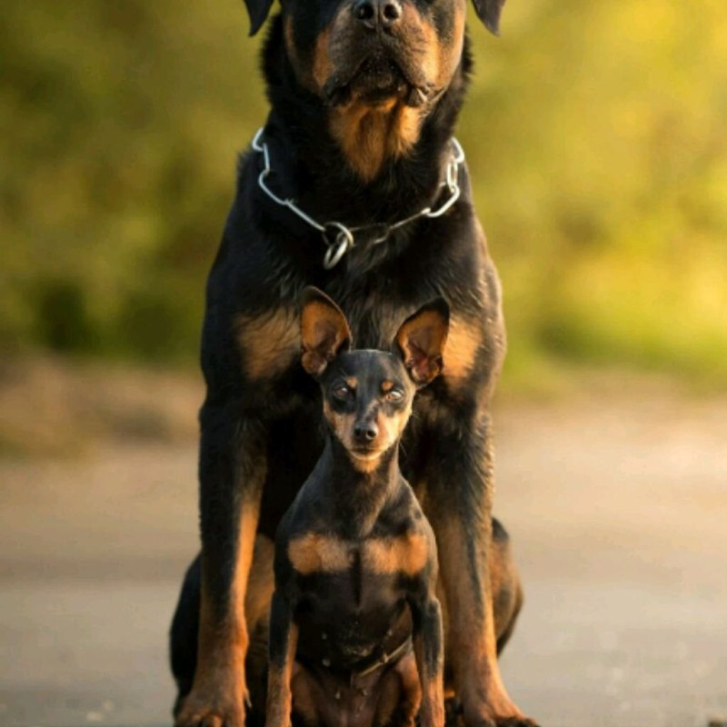 Немецкий ротвейлер