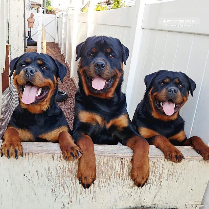 Ротвейлер дог Breed