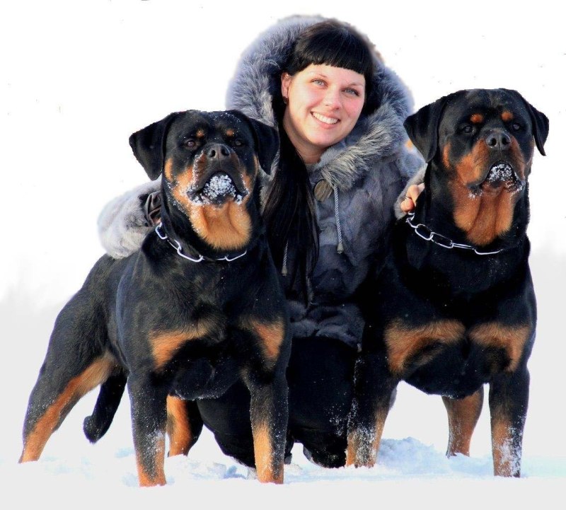 Доберман смесь