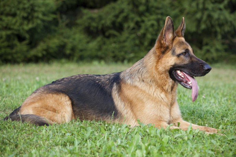 Окрас овчарки Golden Shepherd