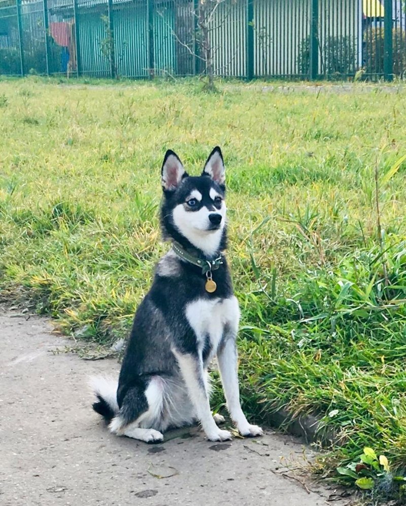 Австралийская кли Кай