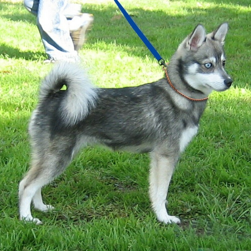 Кли-Кай купить в Москве