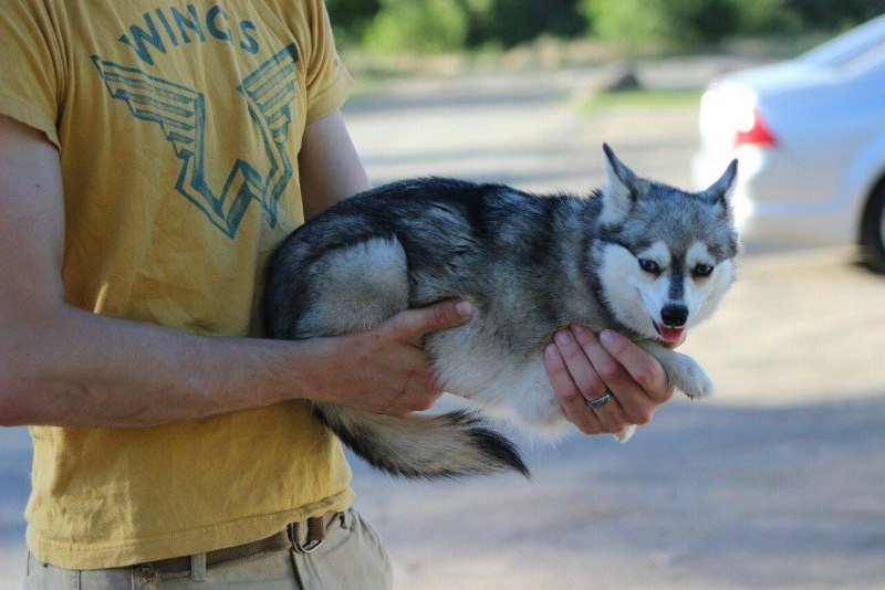 Аляскинский кли Кай взрослый