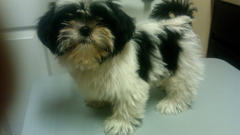 Shih Tzu Haircuts Teddy Bear