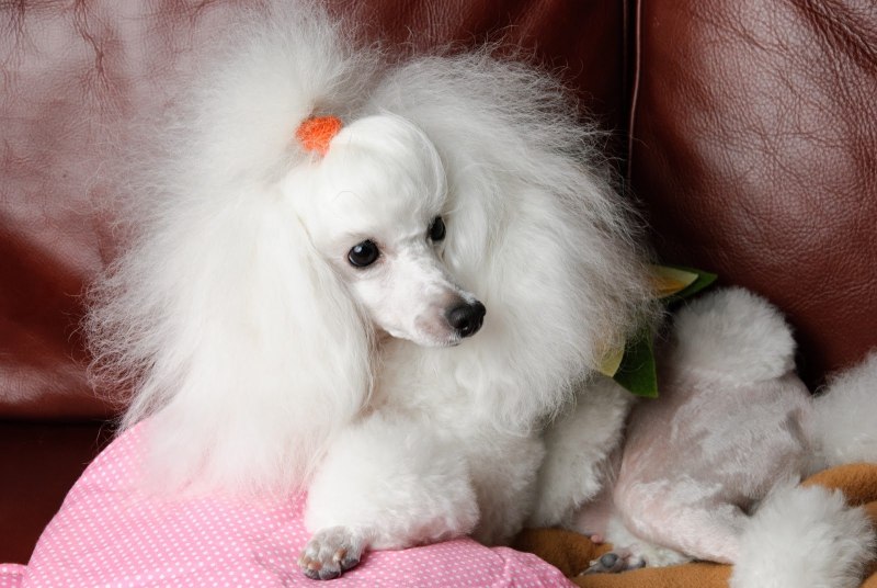 White Toy Poodle