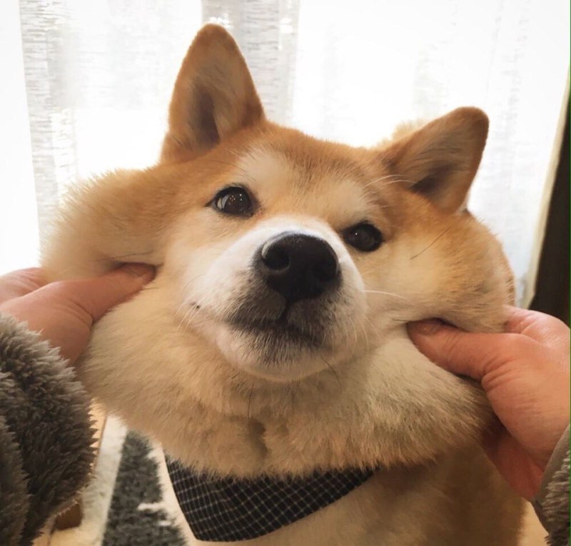 Акита ину Doge