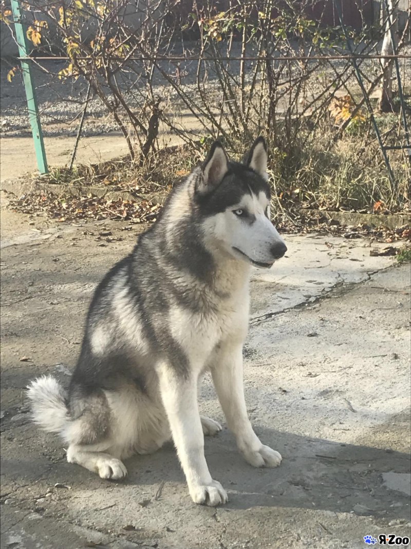 Сибирский хаски РКФ 3029105