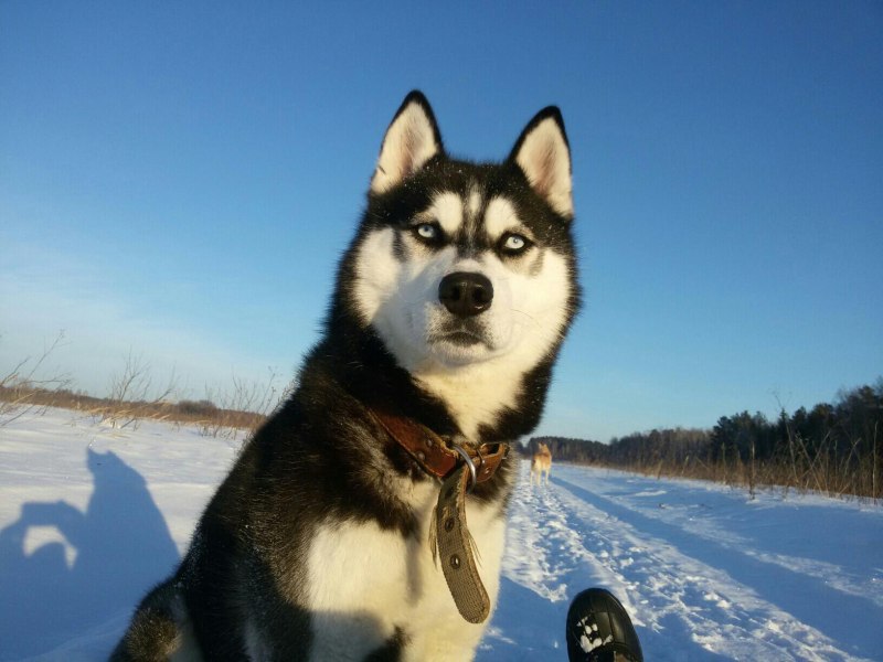 Хаски кобель