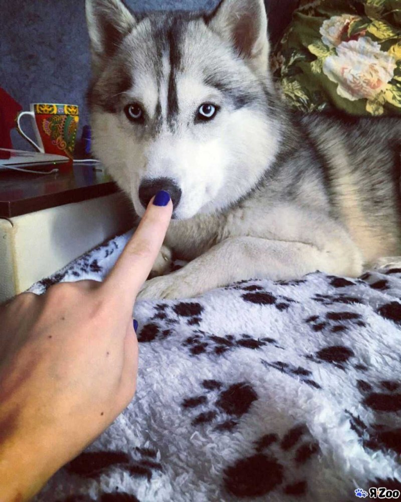 Вязка хаски Узбекистан