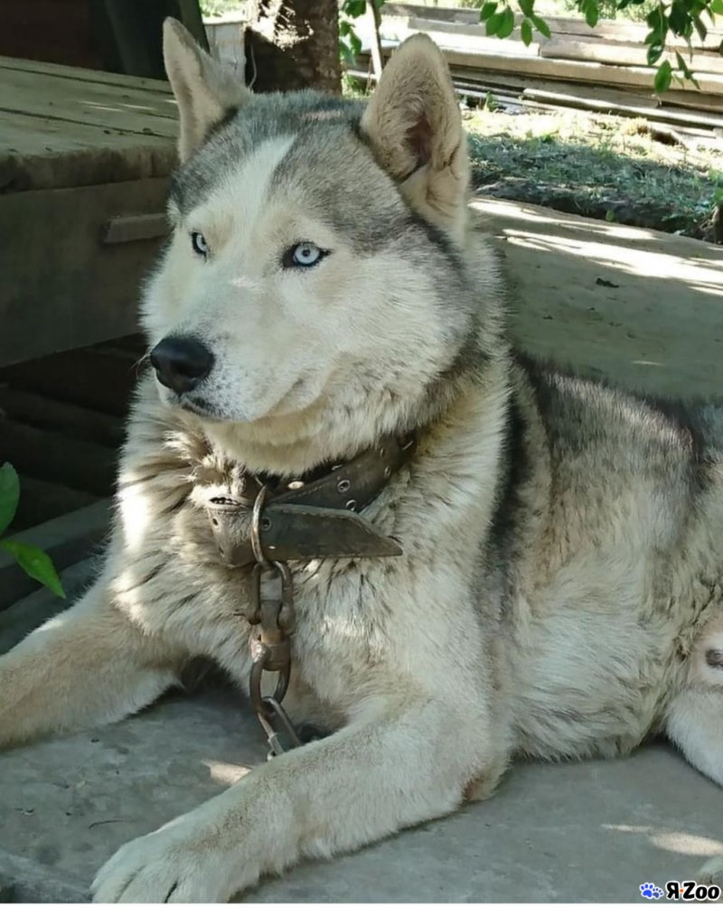 Husky mating