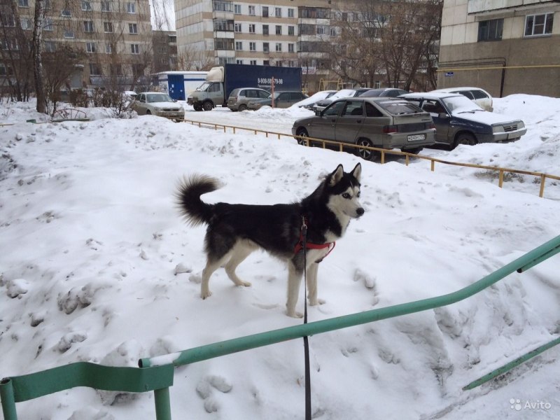 Хаски из питомника чистокровные