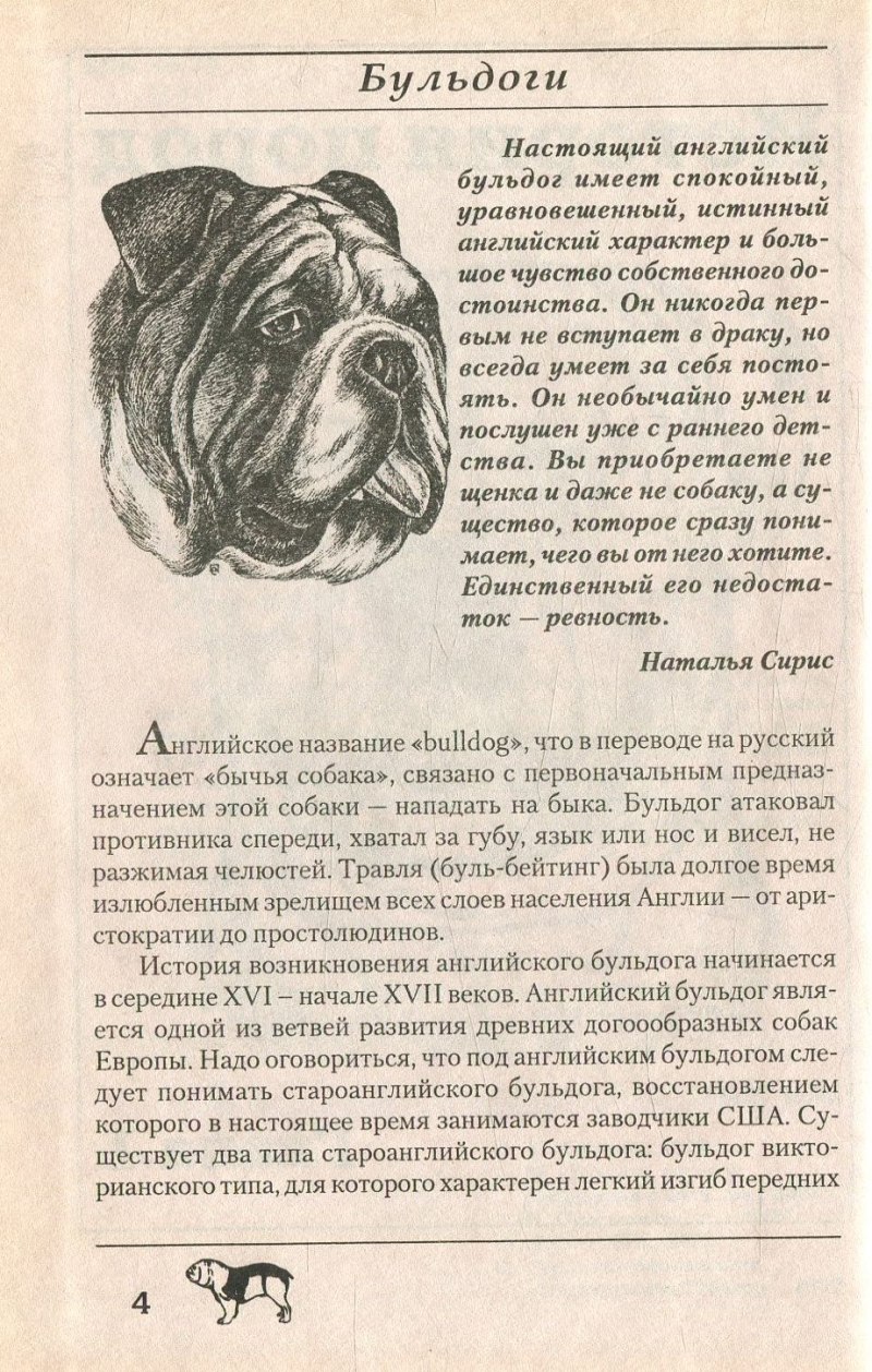 Английский бульдог Размеры