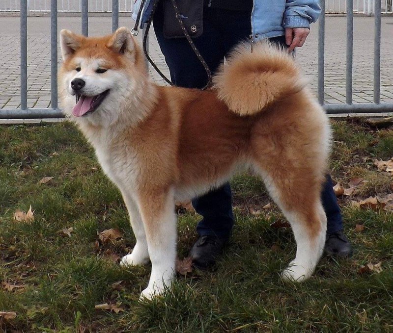Японский длинношерстный Акита