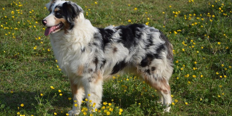 Австралийская овчарка Blue Merle в стойке