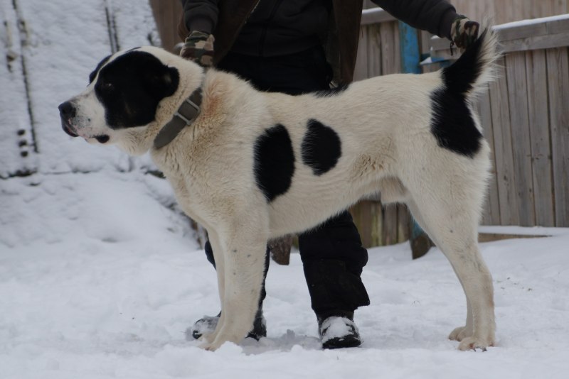 Алабай бульдозер