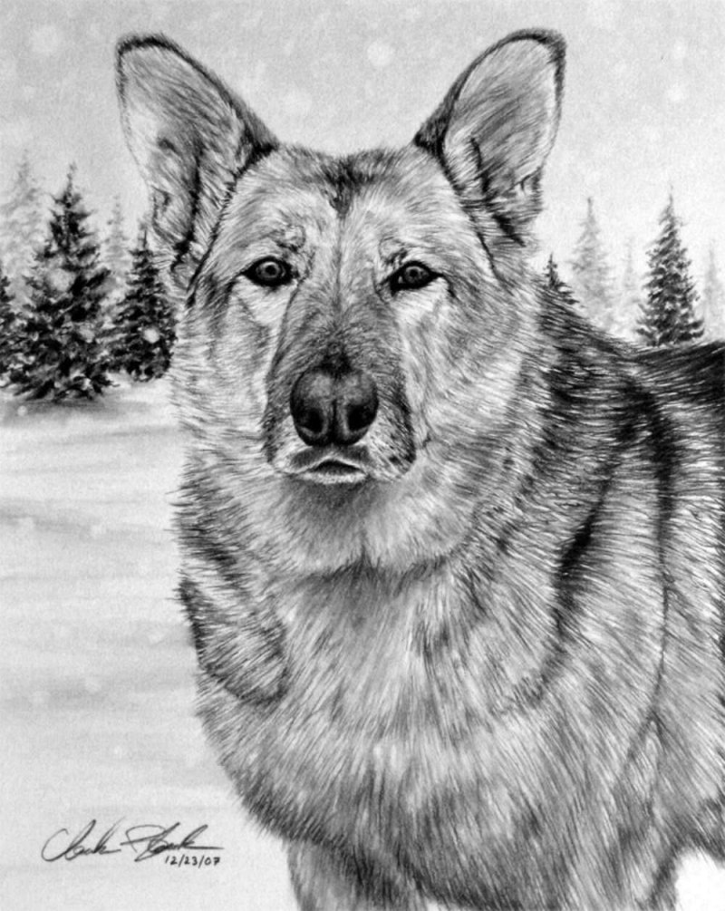 Красивые рисунки карандашом животные