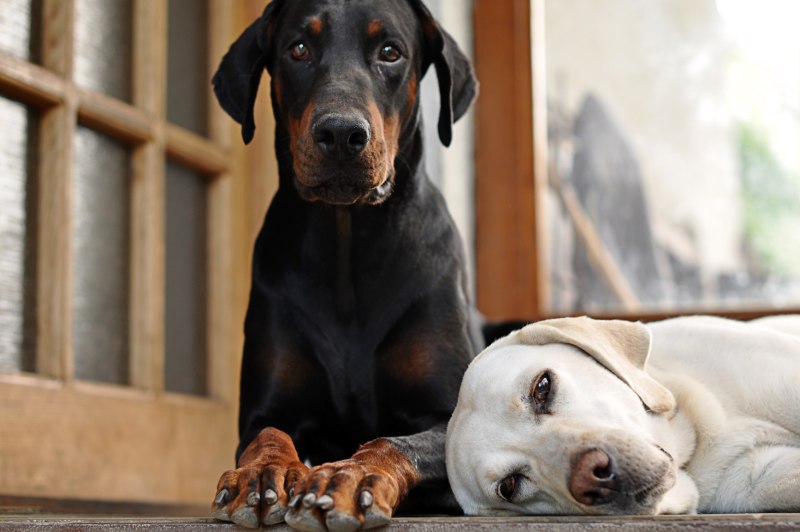 Rhodesian Ridgeback Puppy