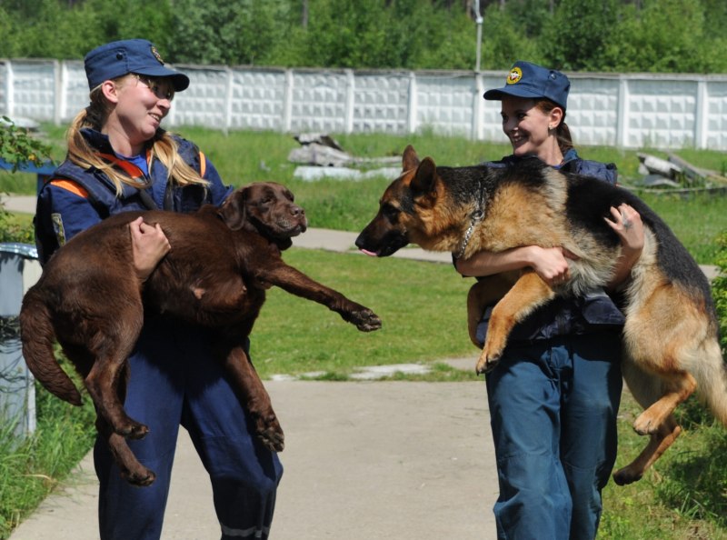 Собаки спасатели