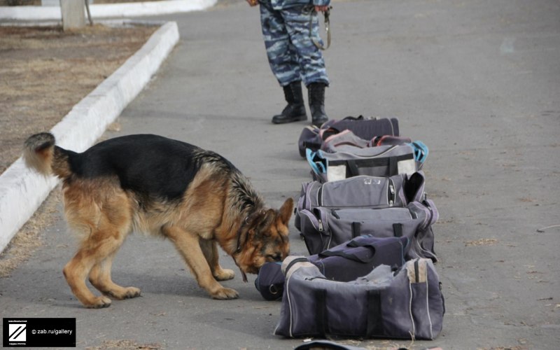 Собака спасатель в горах порода