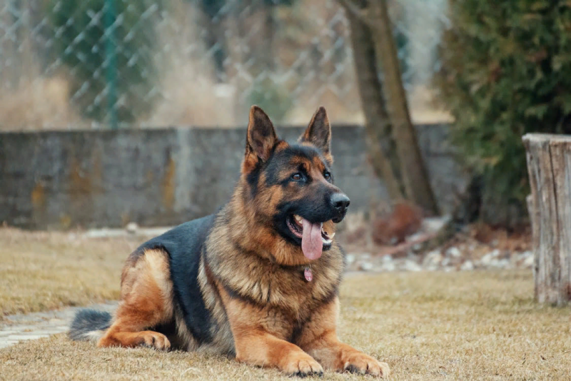 German Shepherd немецкая овчарка